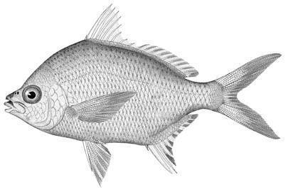 mojarra bl.jpeg
